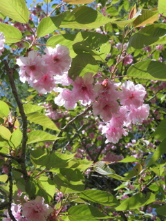 2024.5 ヤマザクラ 岩手県-千貫石森林公園