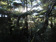 2024.10 早池峰山 岩手県