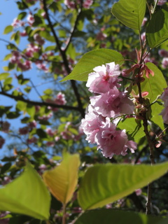 2024.5 ヤマザクラ 岩手県-千貫石森林公園