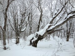 2024.12 八方山 岩手県