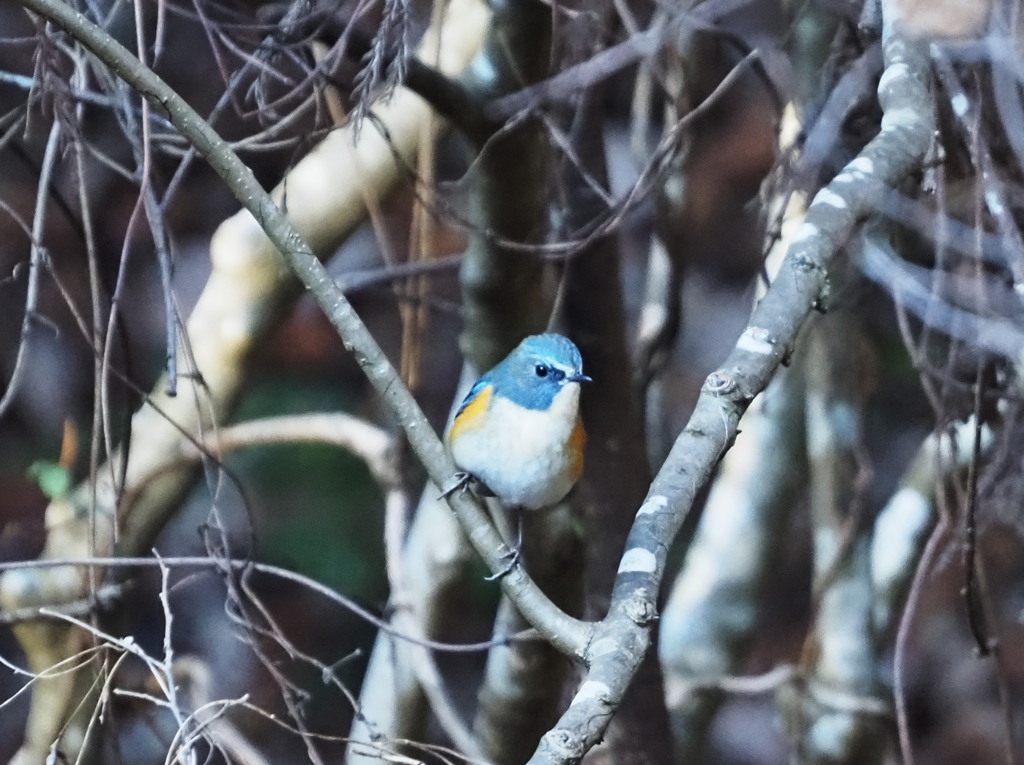 ルリビダキ　雄 