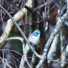 ルリビダキ　雄 