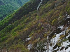 初夏ブナの木立