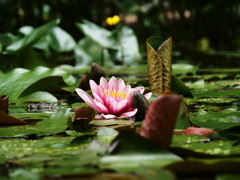 梅雨空の花