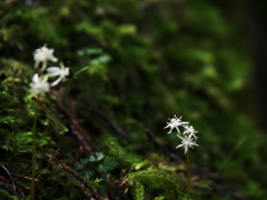 芹葉黄蓮