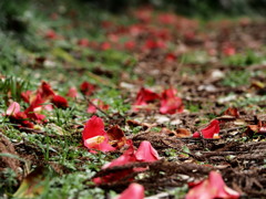 一花の里