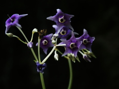 愛煙花
