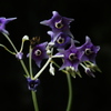 愛煙花