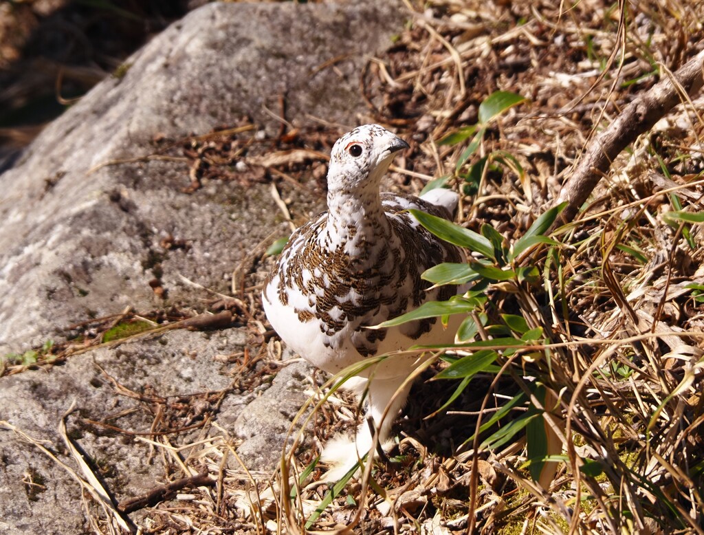 こんにちは　