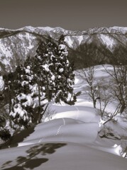 自然の中の異邦人