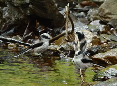 エナガの水浴び
