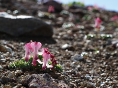 高嶺の花