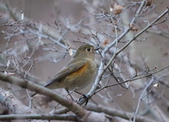 ルリビダキ　雌