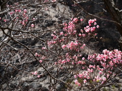 ヤシオ尾根