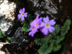 人知れず咲く花