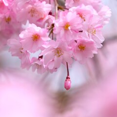 陽光