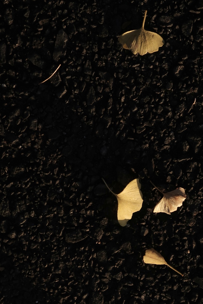 アスファルトとイチョウ