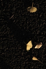 アスファルトとイチョウ