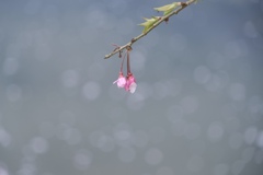 桜蕾