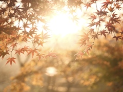 秋の光ふわり