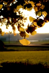 イチョウ×逆光