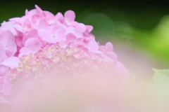 薄桃花