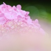 薄桃花
