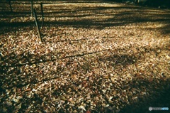 上野公園の落ち葉