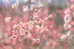 梅の花