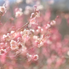 梅の花