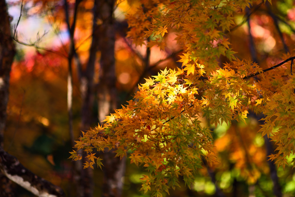 こもれびモミジ