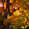 こもれびモミジ