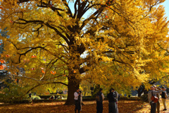 大銀杏の木の下で