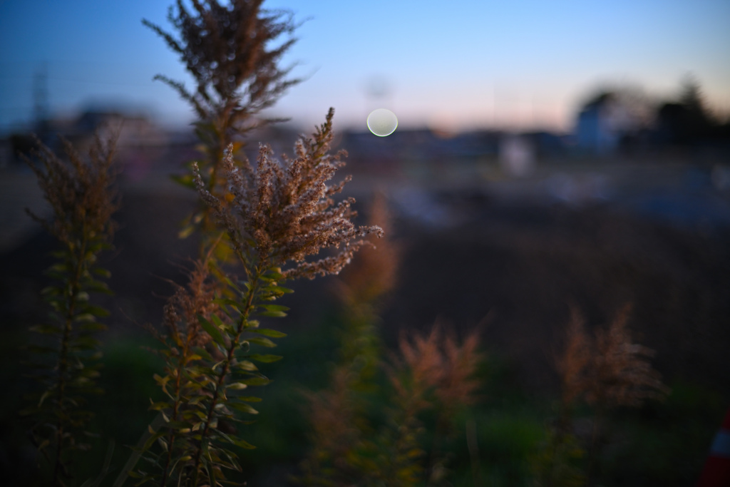 夜明けのセイタカアワダチソウ