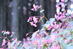 秋の花