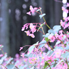 秋の花