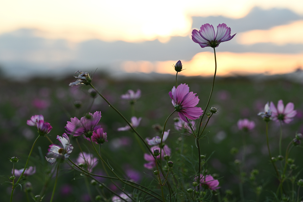 夕暮れ秋桜