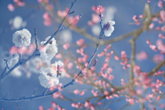 早春の空