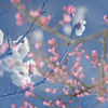 早春の空