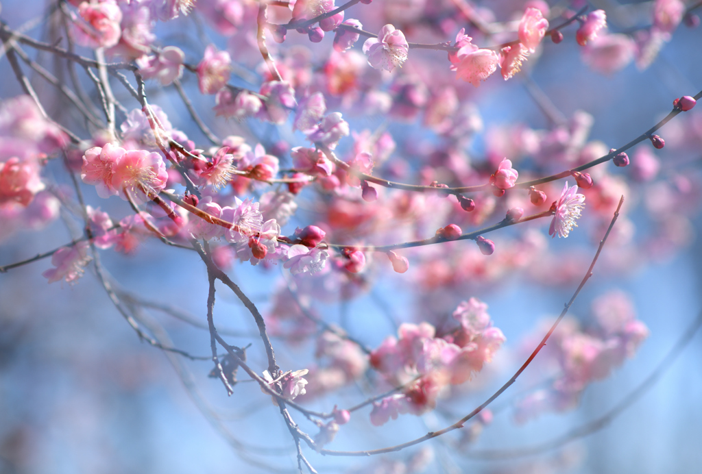 梅花