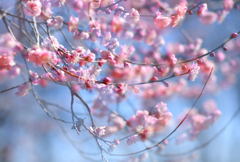梅花