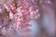 緋寒桜