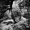 光と影の森
