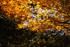 紅葉の屋根