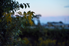 夕暮れ泡立ち草