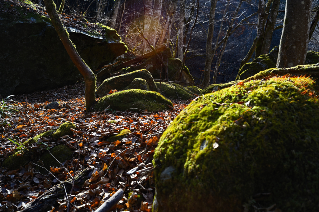 苔と樹林