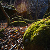 苔と樹林