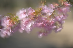 緋寒桜