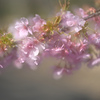 緋寒桜