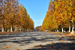 鈴懸の木並木道